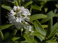 Veronica strictissima