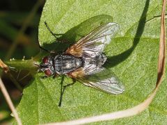 Macquartia grisea
