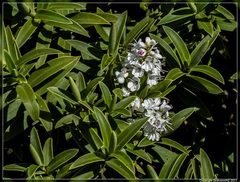 Veronica strictissima