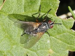 Macquartia grisea