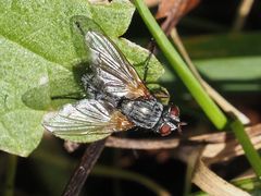 Macquartia grisea