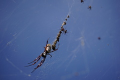 Trichonephila edulis