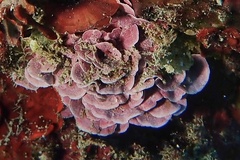 Lithophyllum stictaeforme