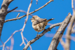 Aphelocephala leucopsis