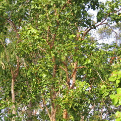 Erythrophleum chlorostachys