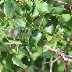 Erythrophleum chlorostachys