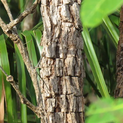 Erythrophleum chlorostachys