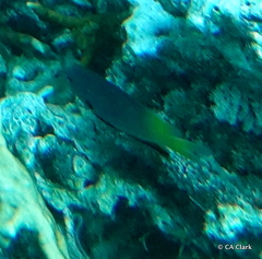 Pomacentrus nigromanus