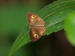 Mycalesis ita