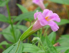 Erythranthe erubescens