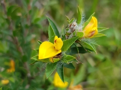 Pultenaea villifera