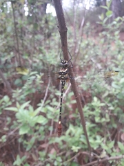 Phyllomacromia trifasciata