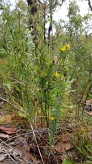 Pultenaea villifera