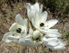 Ornithogalum arabicum