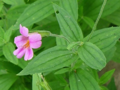 Erythranthe erubescens