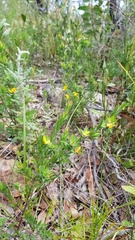 Pultenaea villifera