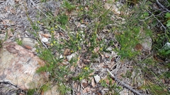 Pultenaea villifera