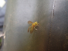 Hybobathus phaeopterus