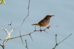 Cistothorus palustris