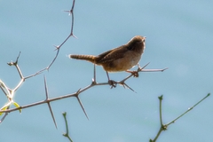 Cistothorus palustris