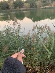 Phragmites australis