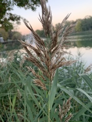 Phragmites australis