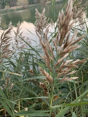 Phragmites australis