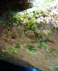 Cochleoceps orientalis