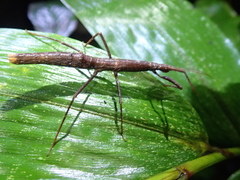 Libethra