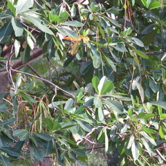 Alstonia spectabilis