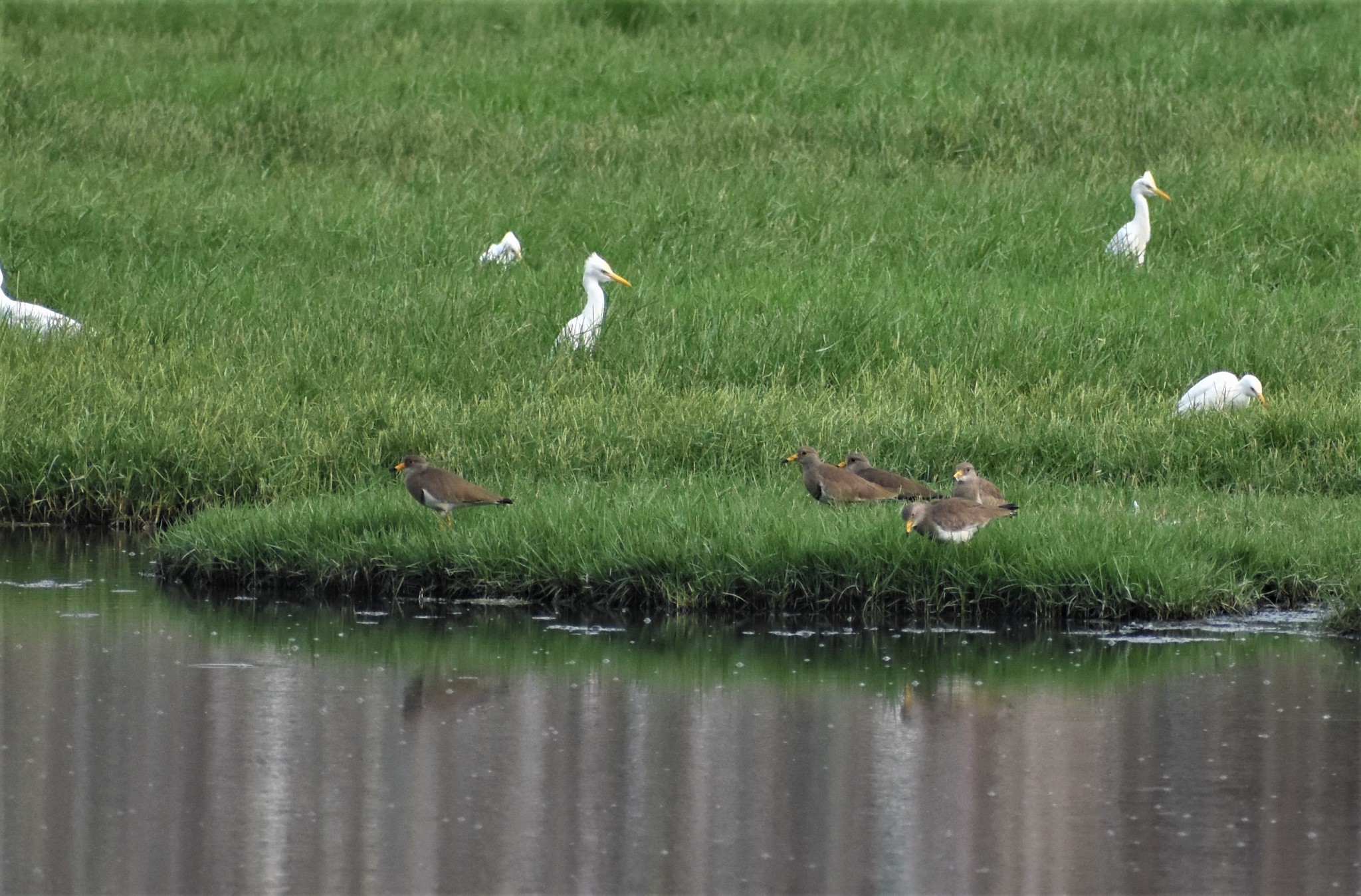 Grey-headed Lapwing