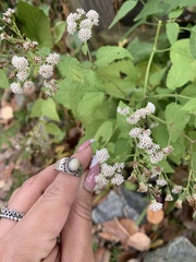 Ageratina altissima