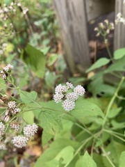 Ageratina altissima