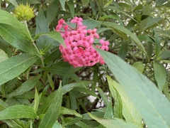 Arachnothryx leucophylla