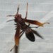 Sonoran Red Paper Wasp - Photo (c) C. Mallory, some rights reserved (CC BY-NC), uploaded by C. Mallory