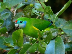 Cyclopsitta diophthalma