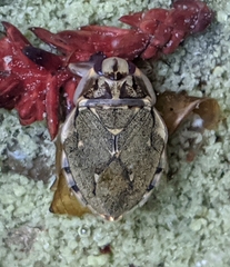 Ambrysus