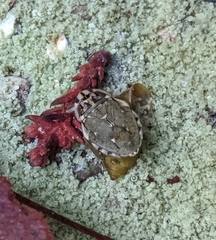 Ambrysus