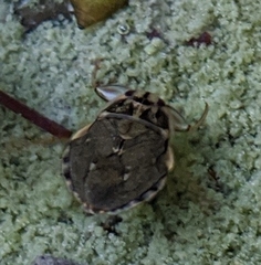 Ambrysus