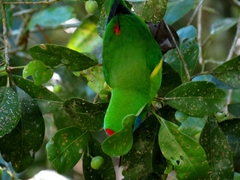 Cyclopsitta diophthalma