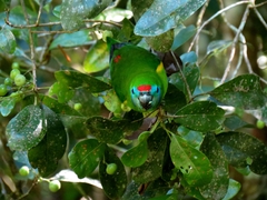 Cyclopsitta diophthalma