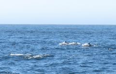 Delphinus