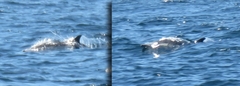 Delphinus