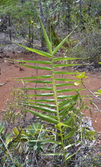 Flagellaria neocaledonica