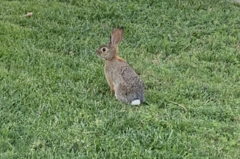 Sylvilagus audubonii