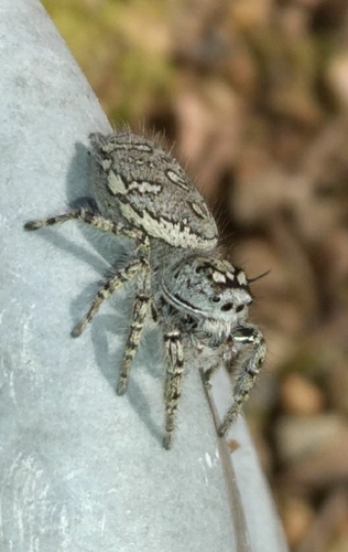 High Eyelashed Jumping Spider