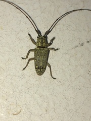 Prosopocera sofala