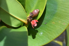Garcinia amplexicaulis