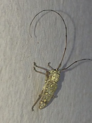 Prosopocera sofala