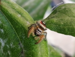 Phidippus cruentus